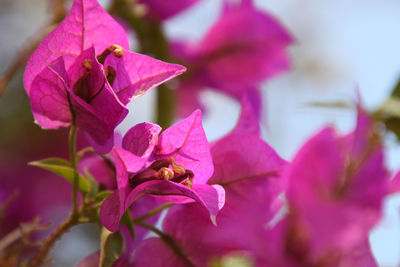 Close-up of pink flowering plant