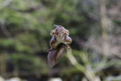 Red squirrel, sciurus vulgaris, jumping in mid air, frontal view