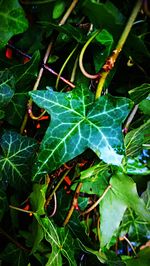 High angle view of leaves on plant