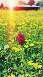 Close-up of yellow flowers blooming in field