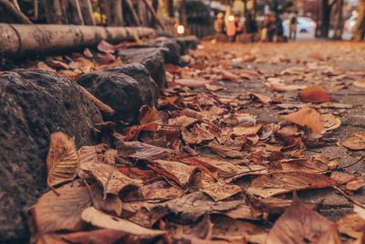 Close-up of dried leaves on wood in forest