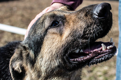 Close-up of a dog