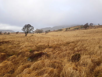 Trees on field against sky