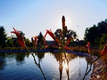 Scenic view of lake against clear sky during sunset