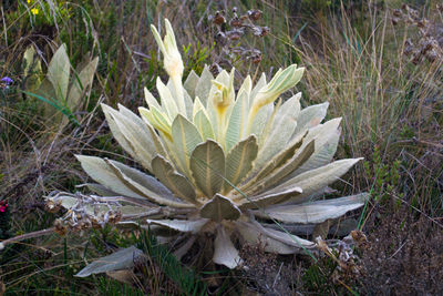 Close-up of flowers growing in field