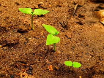High angle view of green plant