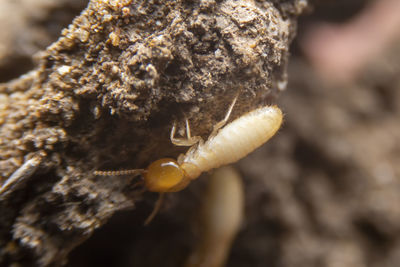 Close-up of insect