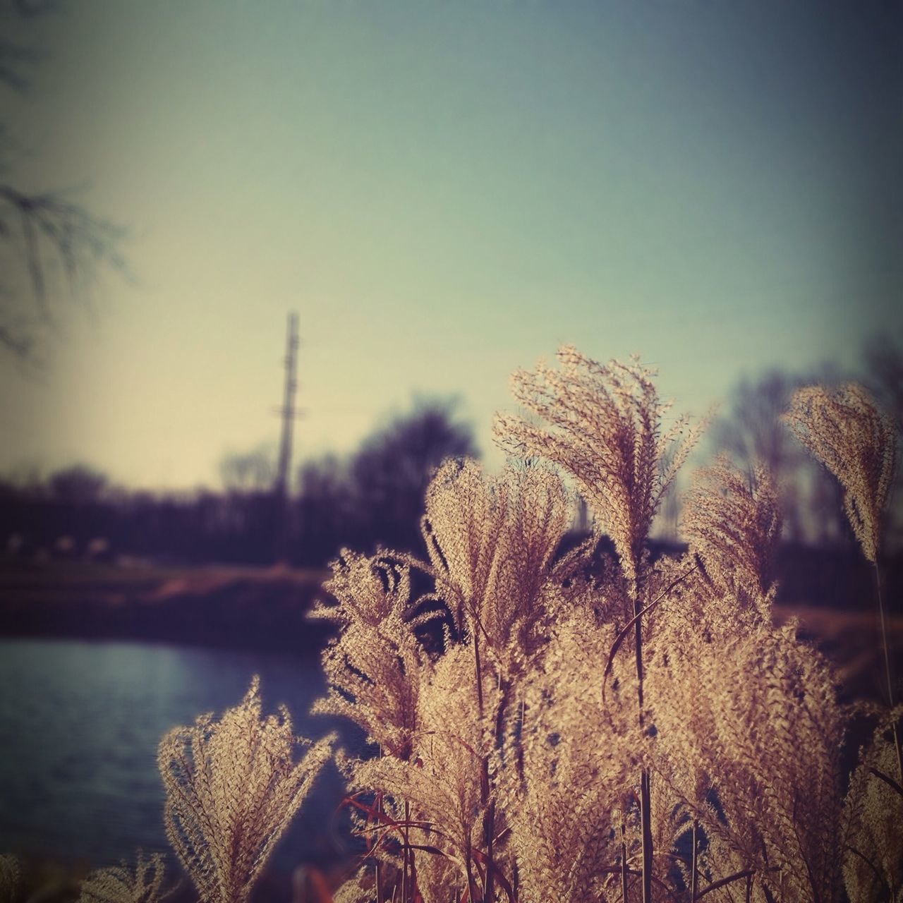 focus on foreground, clear sky, water, nature, close-up, sky, growth, plant, sea, tranquility, beauty in nature, outdoors, no people, sunset, copy space, dusk, selective focus, tranquil scene, day, lake