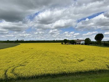 Scenic view of agricultural field against sky