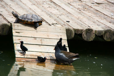 High angle view of ducks swimming on lake