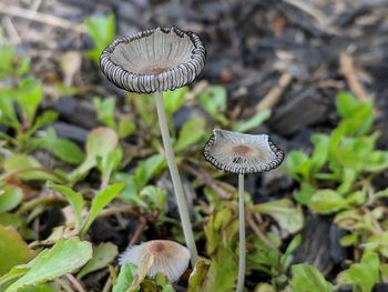 Close-up of mushroom growing on field