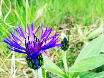Close-up of purple flower blooming in field