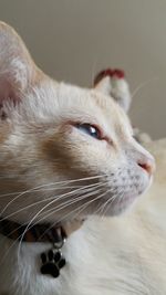 Close-up of cat looking away