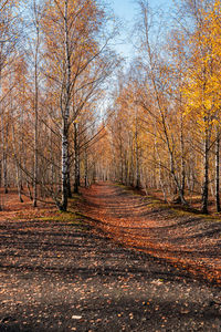 Trees growing in forest during autumn