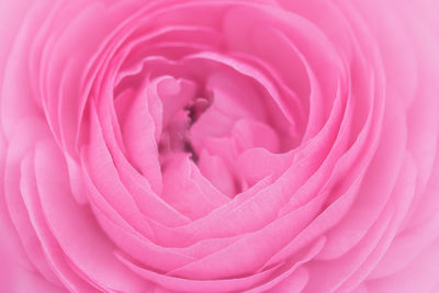 Close-up of pink rose