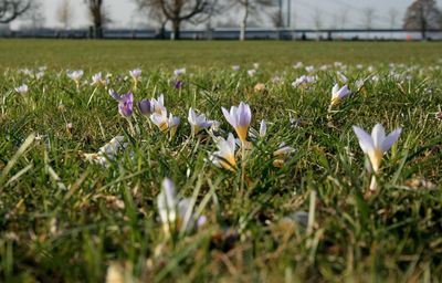 Close-up of white crocus flowers on field