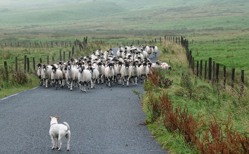 View of flock of sheep and dog on road