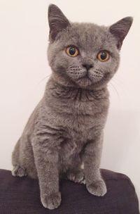 domestic cat