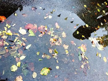 High angle view of maple leaf on street