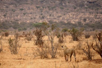 View of cats on landscape