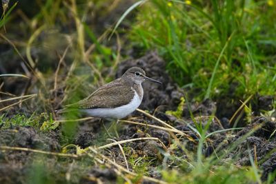 Bird perching on a field