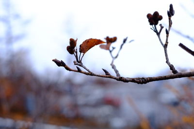 Close-up of branches against blurred background