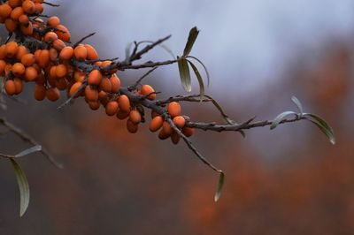 Sea buckthorn