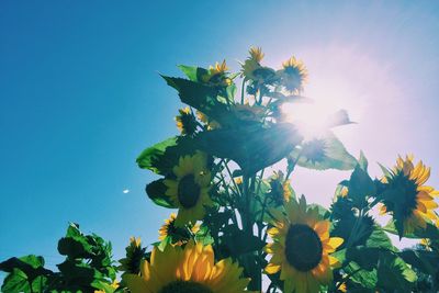 Low angle view of plants against sky