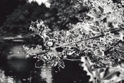 Close-up of plants against blurred water