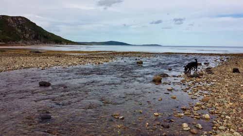 Black dog standing on sea shore