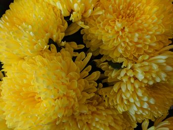 Close-up of yellow flowers blooming outdoors