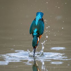 Close-up of bird drinking water