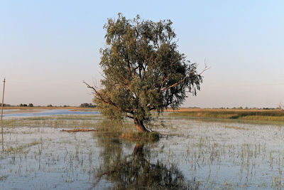 Tree in lake against clear sky