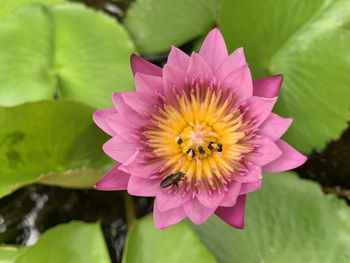 Close-up of pink water lily