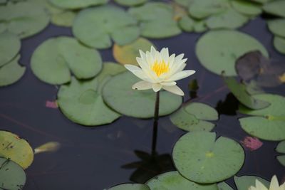 Close-up of lotus water lily in lake