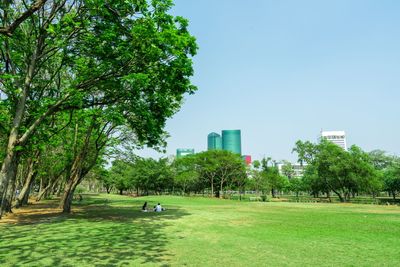 View of trees on grassland