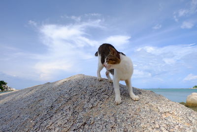 Cat standing on rock at beach against sky