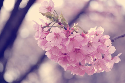 Close-up of pink cherry blossom flowers blooming outdoors
