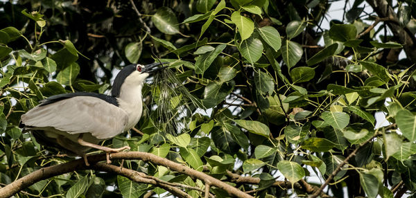 Bird perching on a tree