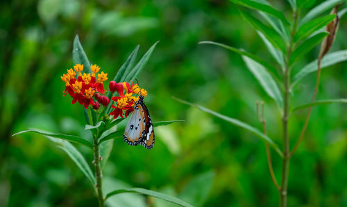 Close-up of butterfly pollinating on flower