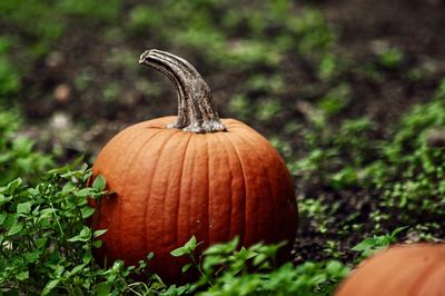 Close-up of pumpkin on field