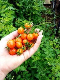 Cropped image of person holding fruits on tree
