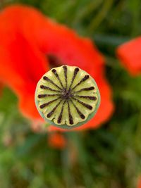 Close-up of red poppy flower