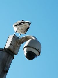 Low angle view of seagull perching on street light