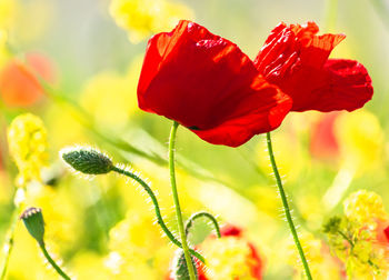 Close-up of red poppy on plant