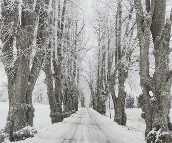 Snow covered trees in winter