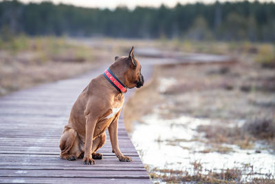 Beautiful boxer dog in nature in an eco park