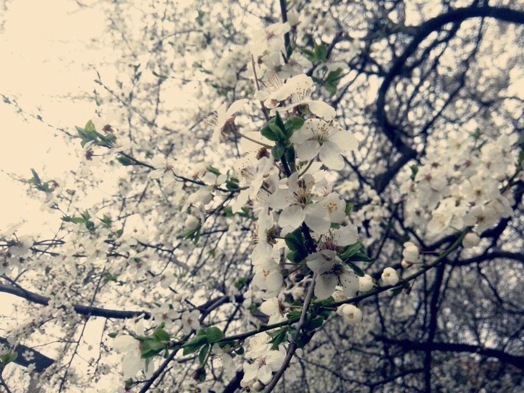 animals in the wild, animal themes, insect, one animal, wildlife, branch, tree, nature, growth, low angle view, flower, day, outdoors, no people, perching, beauty in nature, close-up, twig, leaf, focus on foreground