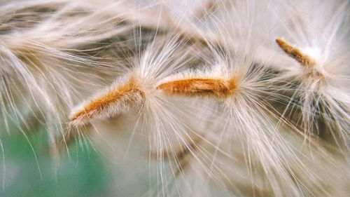 Close-up of dandelion on plant