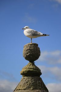 Low angle view of seagulls against blue sky